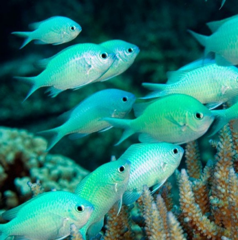 Chromis viridis M