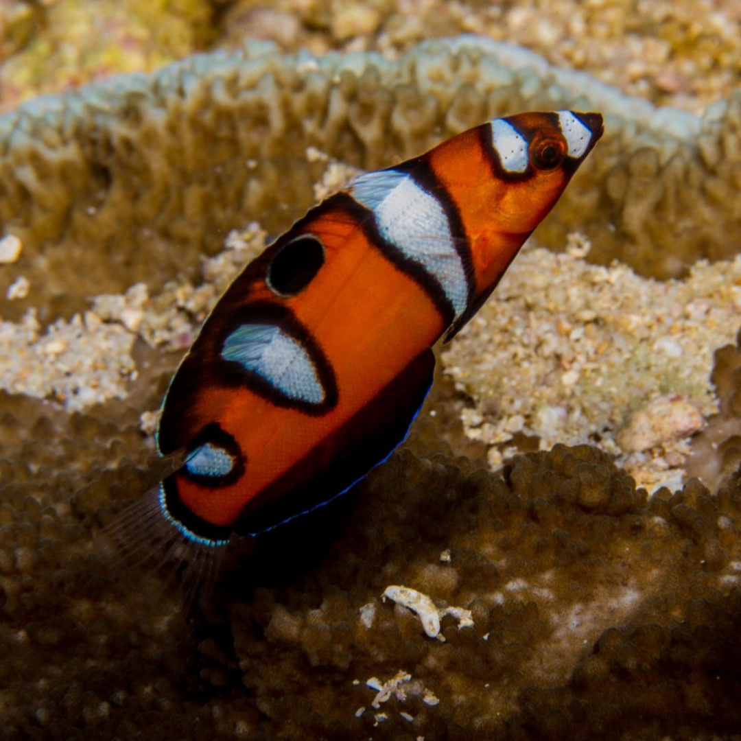 Coris formosa Coris formosa