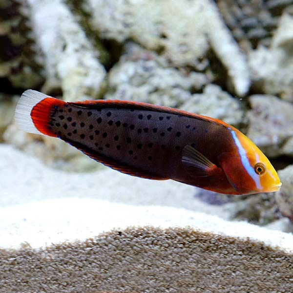 Coris formosa Coris formosa