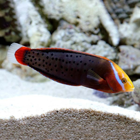 Coris formosa -Adult Coris formosa -Adult