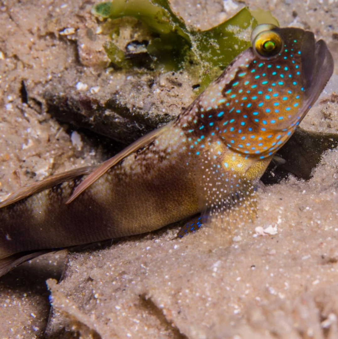 Cryptocentrus fasciatus Cryptocentrus fasciatus
