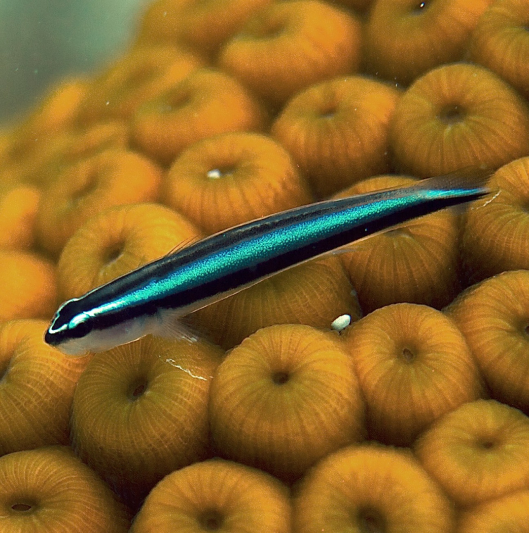 Gobiosoma oceanops Gobiosoma oceanops