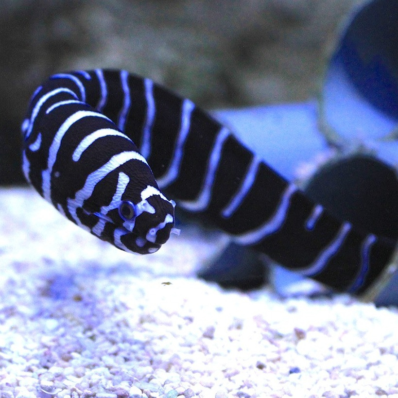Gymnomuraena zebra Gymnomuraena zebra