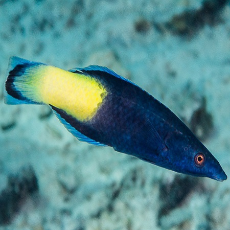 Labroides bicolor Labroides bicolor