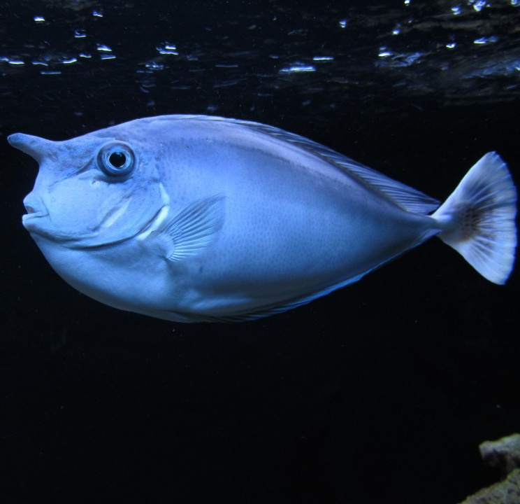 Naso brevirostris S Naso brevirostris S