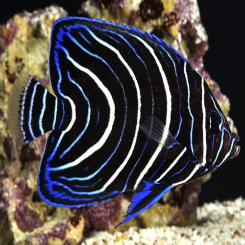 Pomacanthus semicirculatus Pomacanthus semicirculatus