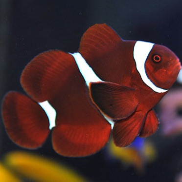 Premnas biaculeatus M Premnas biaculeatus M