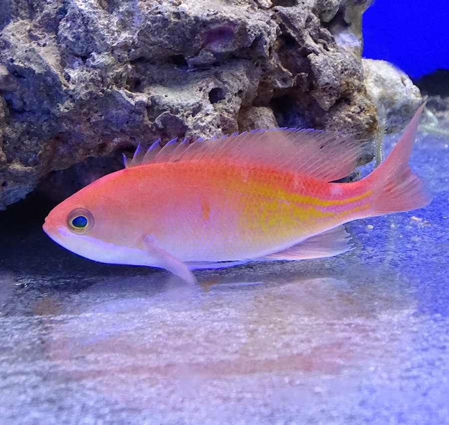 Pseudanthias kashiwae Pseudanthias kashiwae