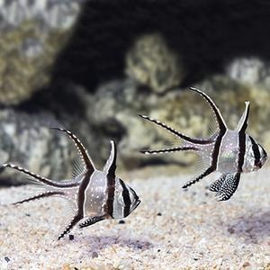 Pterapogon kaudernii Pterapogon kaudernii