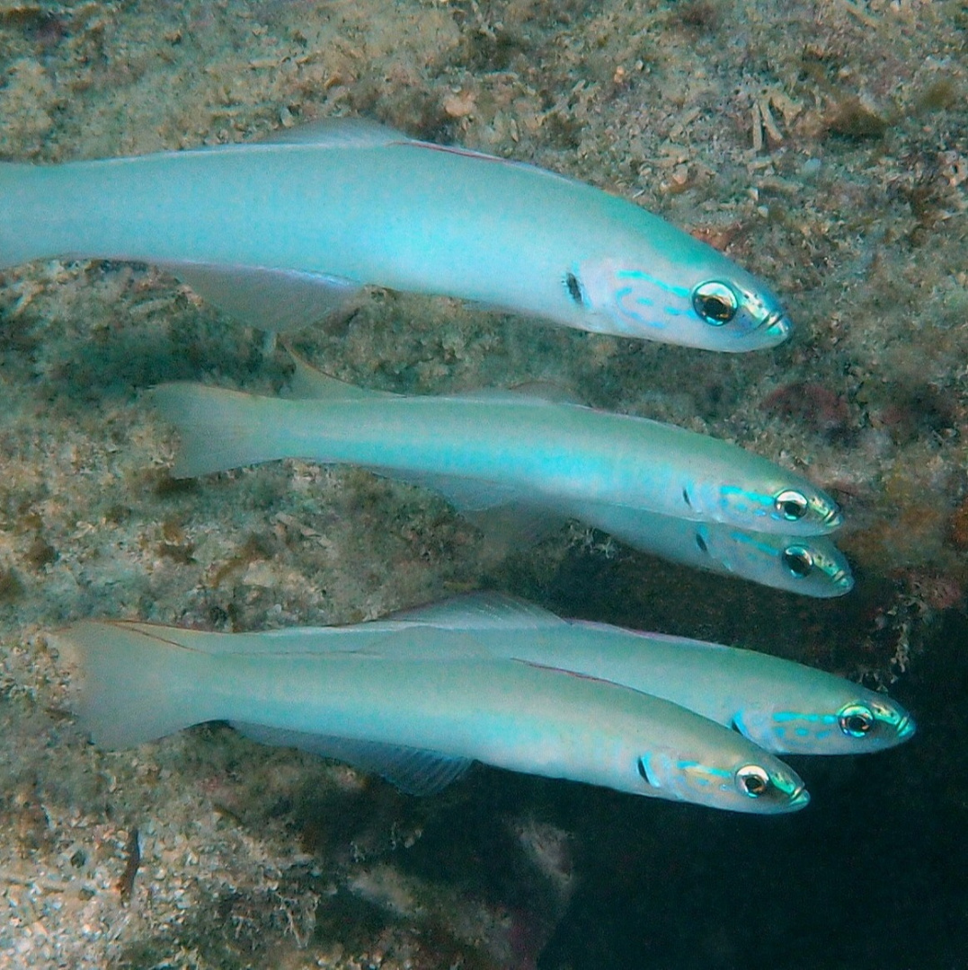 Ptereleotris microlepis Ptereleotris microlepis