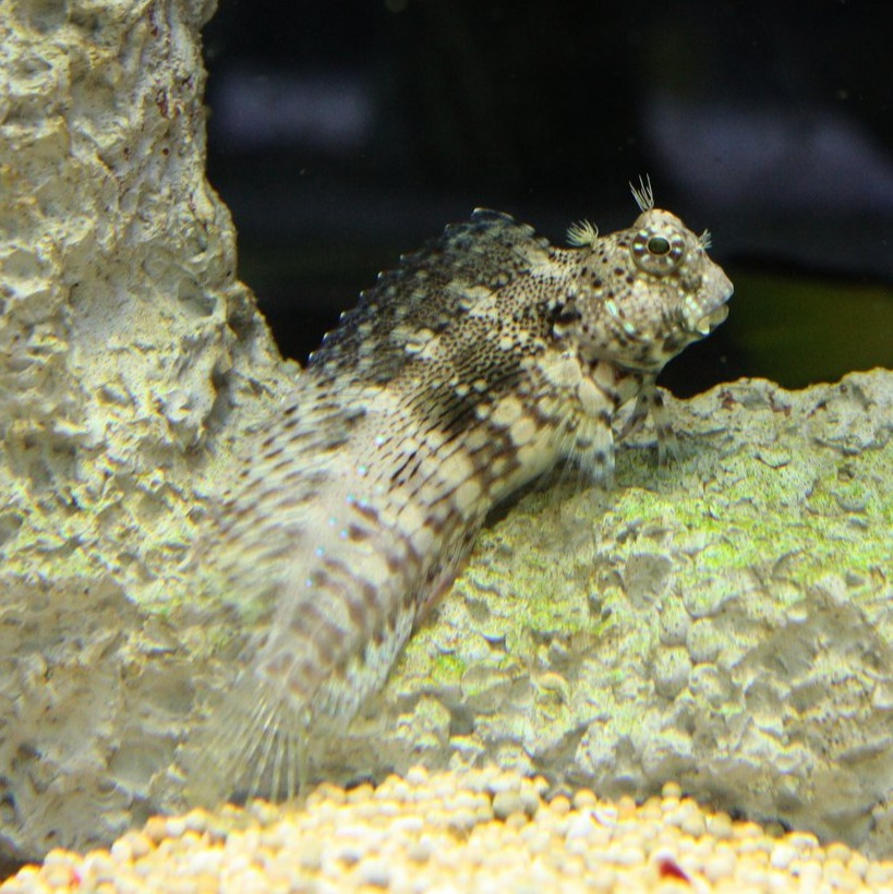Salarias fasciatus Salarias fasciatus