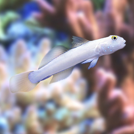 Valenciennea sexguttata Valenciennea sexguttata