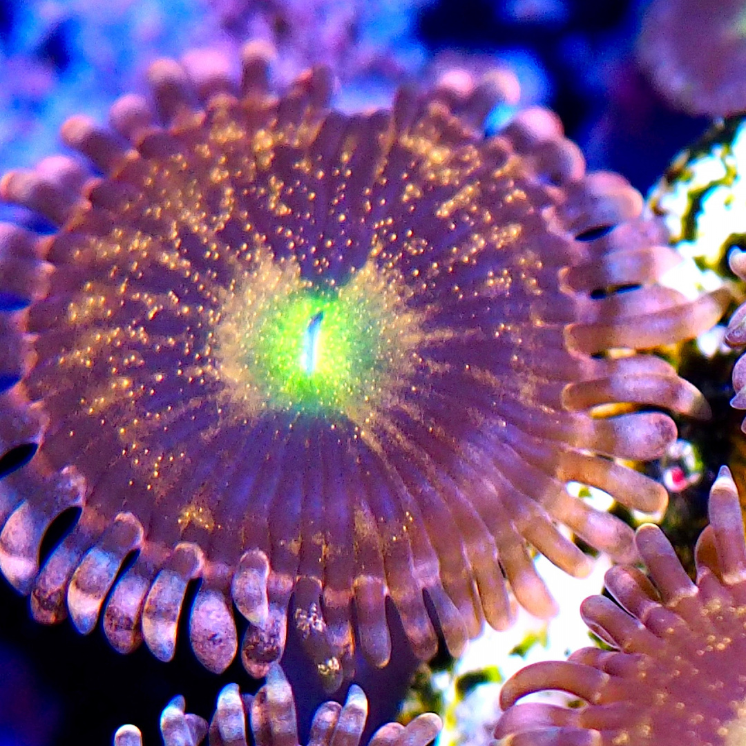 Zoanthus Alien Anti Venom 1 polip Zoanthus Alien Anti Venom 1 polip