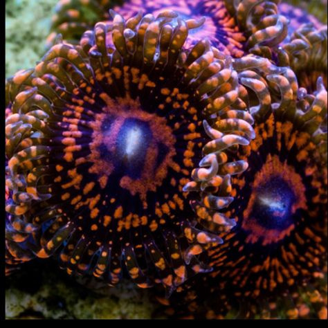 Zoanthus Darth Maul 1 polip Zoanthus Darth Maul 1 polip
