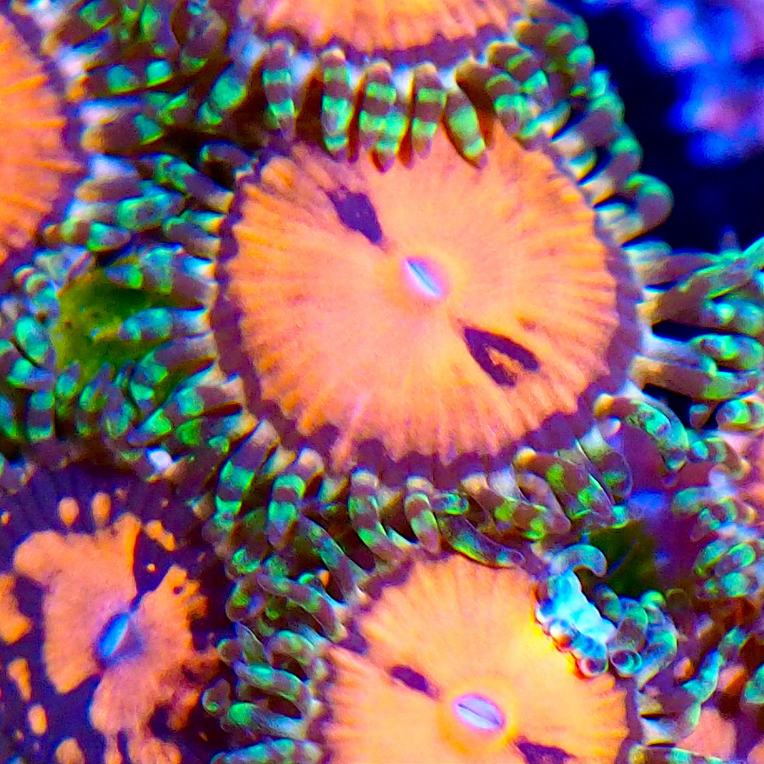 Zoanthus Date & night1 polip Zoanthus Date & night1 polip