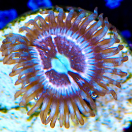 Zoanthus Ice phantom 1 polip