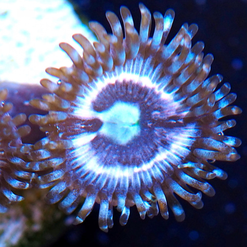 Zoanthus Ice phantom 1 polip Zoanthus Ice phantom 1 polip
