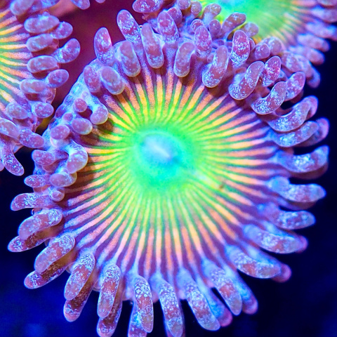 Zoanthus Mega Rainbow 1 polip Zoanthus Mega Rainbow 1 polip