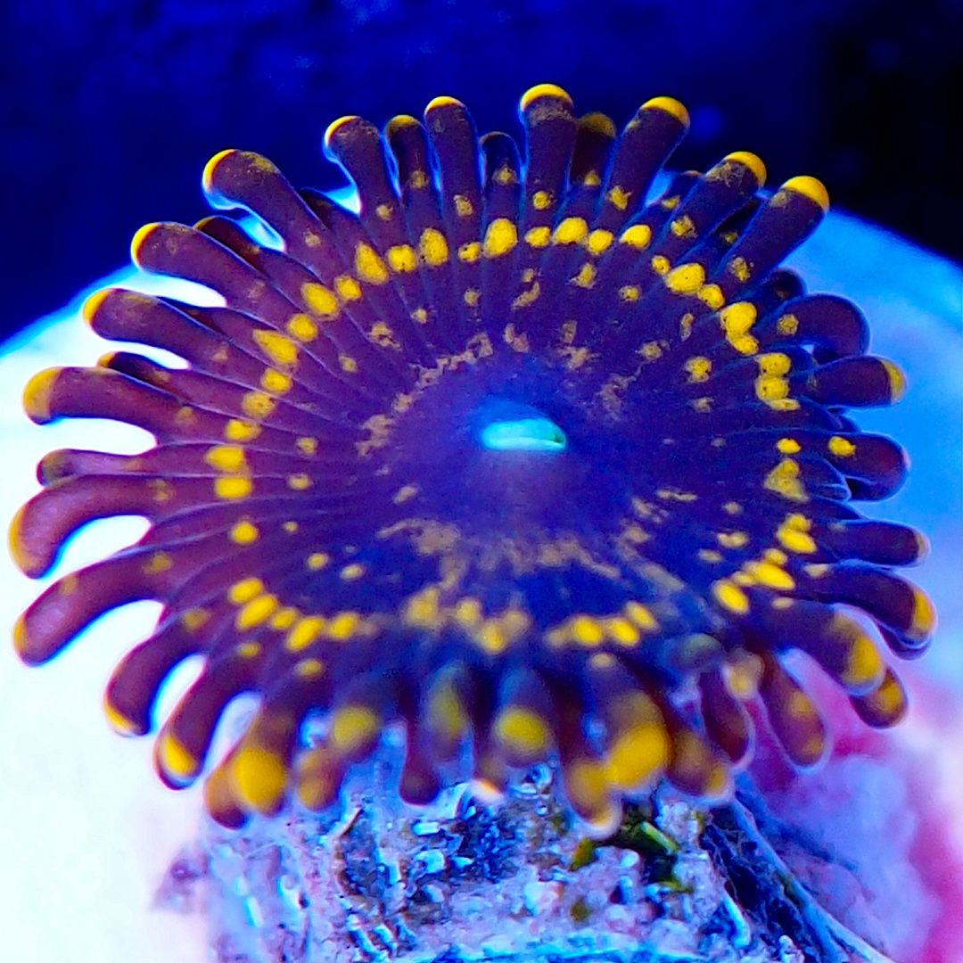 Zoanthus Night Fury (1 polip) Zoanthus Night Fury (1 polip)