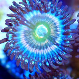 Zoanthus Rainbow Woodstock 1 polip