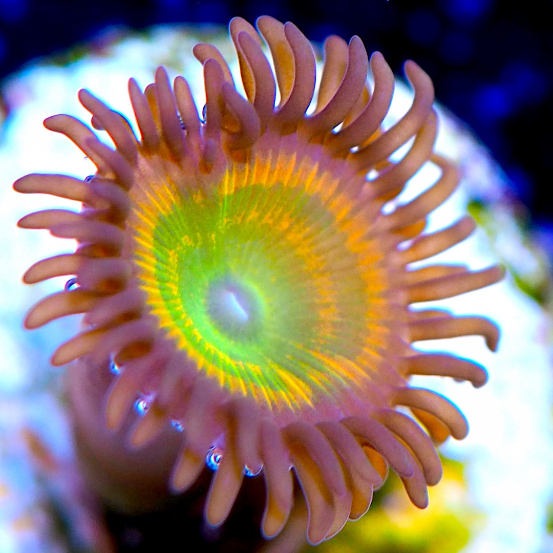 Zoanthus Sunny Delight 1 polip Zoanthus Sunny Delight 1 polip