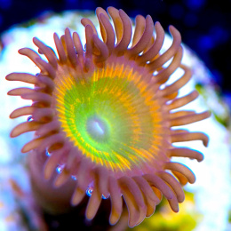 Zoanthus Sunny Delight 1 polip