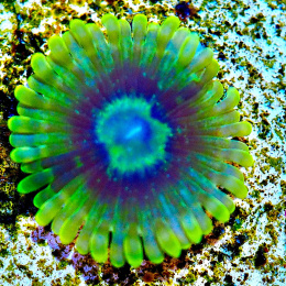 Zoanthus Yoda 1 polip