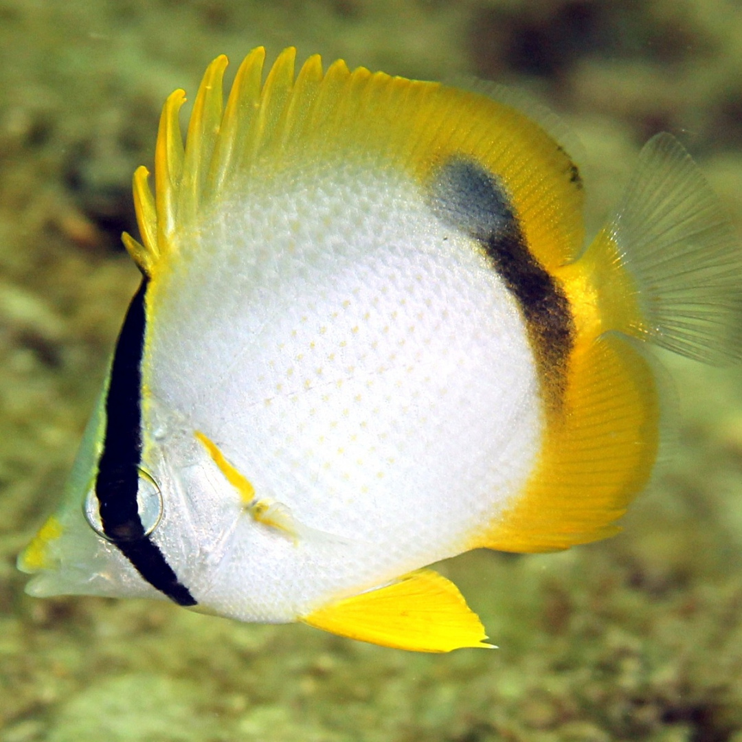 Chaetodon ocellatus S/M Chaetodon ocellatus S/M