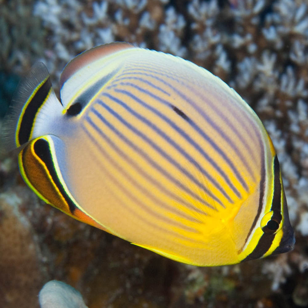 Chaetodon trifasciatus - rezerwacja Chaetodon trifasciatus - rezerwacja