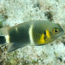 Chrysiptera brownriggii