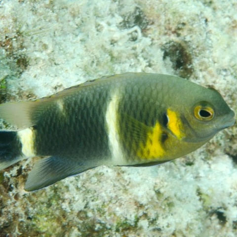 Chrysiptera brownriggii