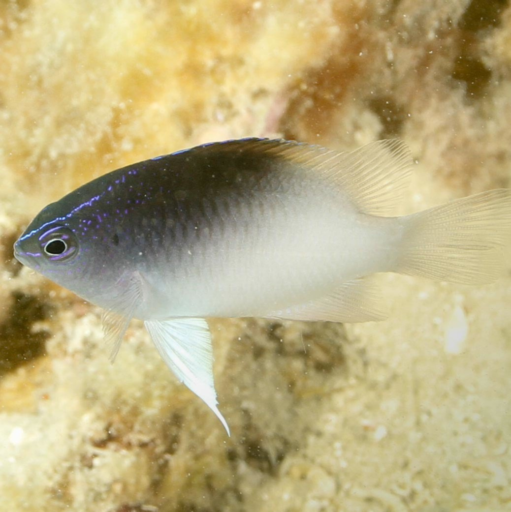 Chrysiptera rollandi Chrysiptera rollandi