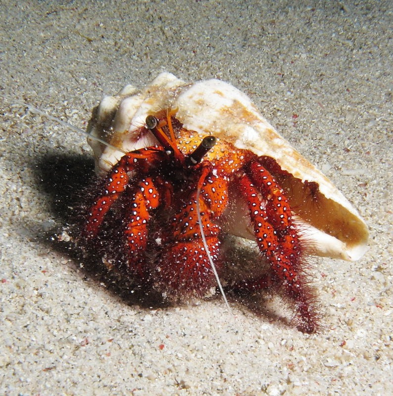 Dardanus megistos Dardanus megistos