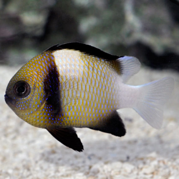 Dascyllus carneus S/M Dascyllus carneus S/M