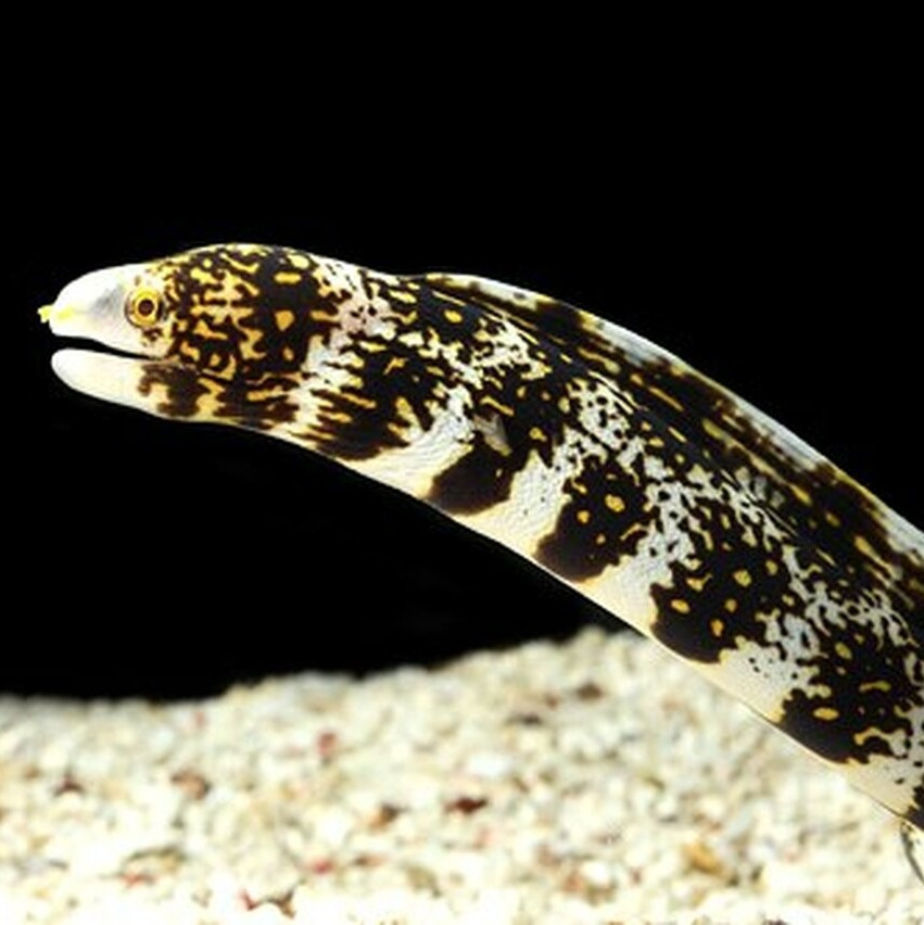 Echidna nebulosa S Echidna nebulosa S