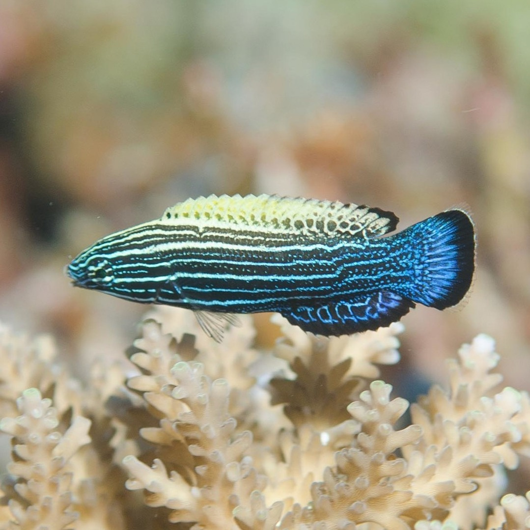 Labropsis xanthonota Labropsis xanthonota