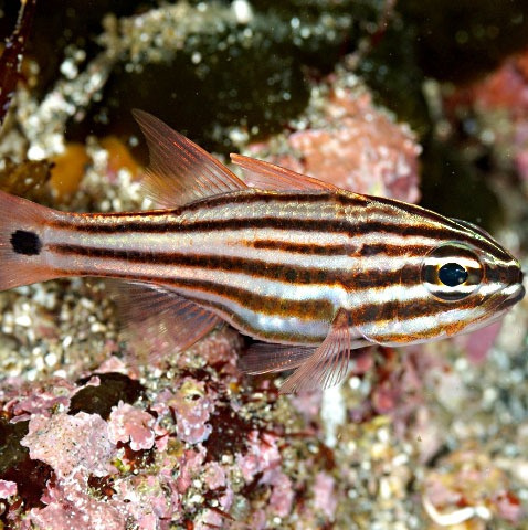 Ostorchinhus endekataenia Ostorchinhus endekataenia