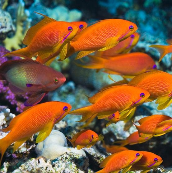 Pseudanthias cheirospilos Pseudanthias cheirospilos
