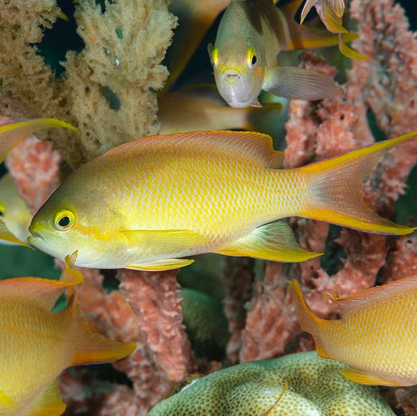 Pseudanthias hutchii Pseudanthias hutchii
