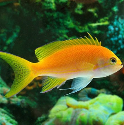 Pseudanthias pleurotaenia Pseudanthias pleurotaenia