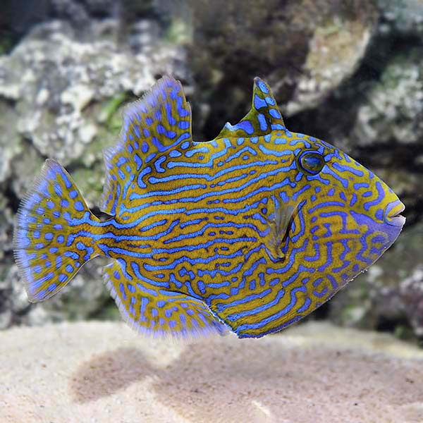 Pseudobalistes fuscus L/XL Pseudobalistes fuscus L/XL
