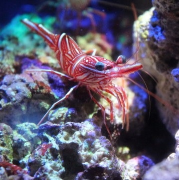 Rhynchocinetes durbanensis