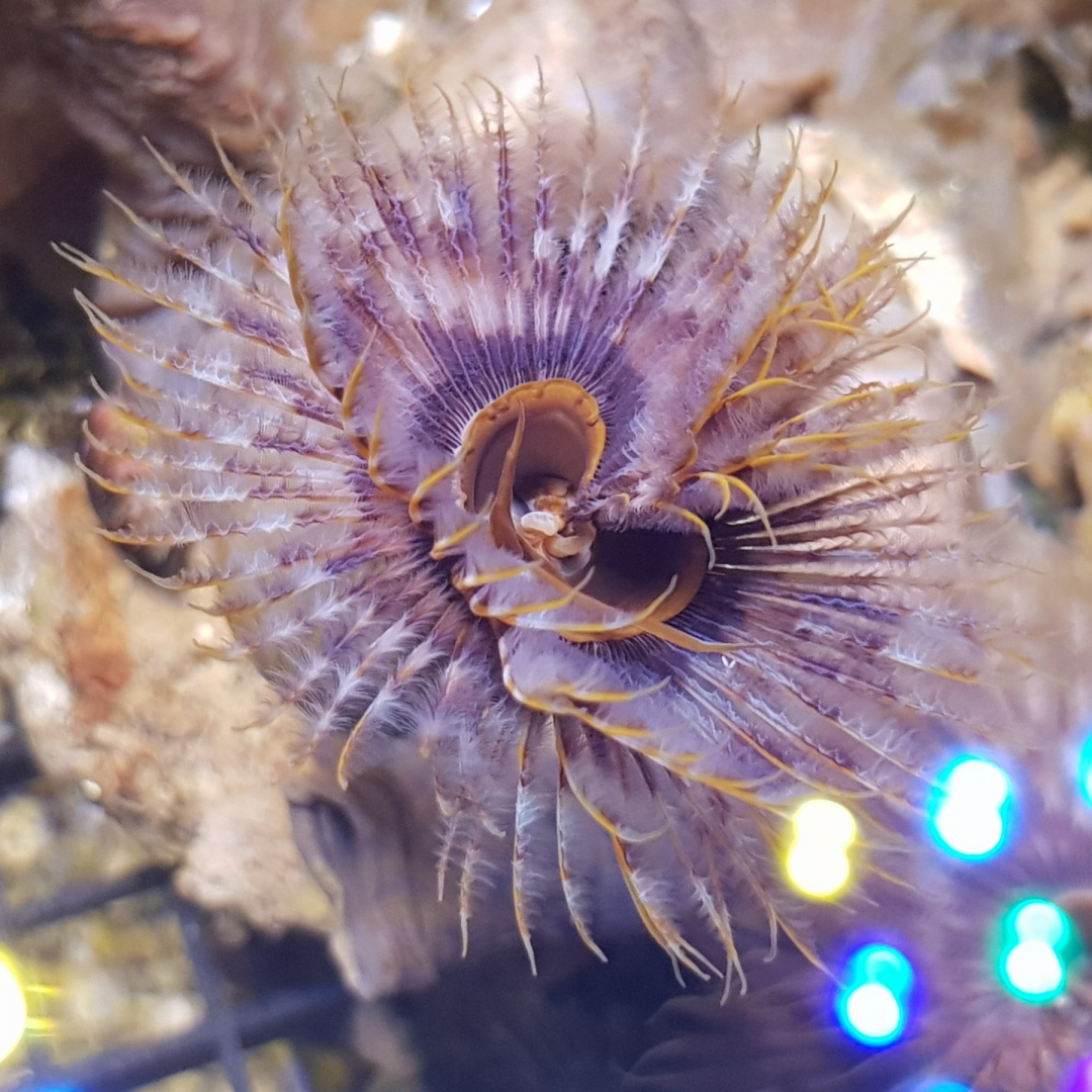 Sabellastarte indica Sabellastarte indica