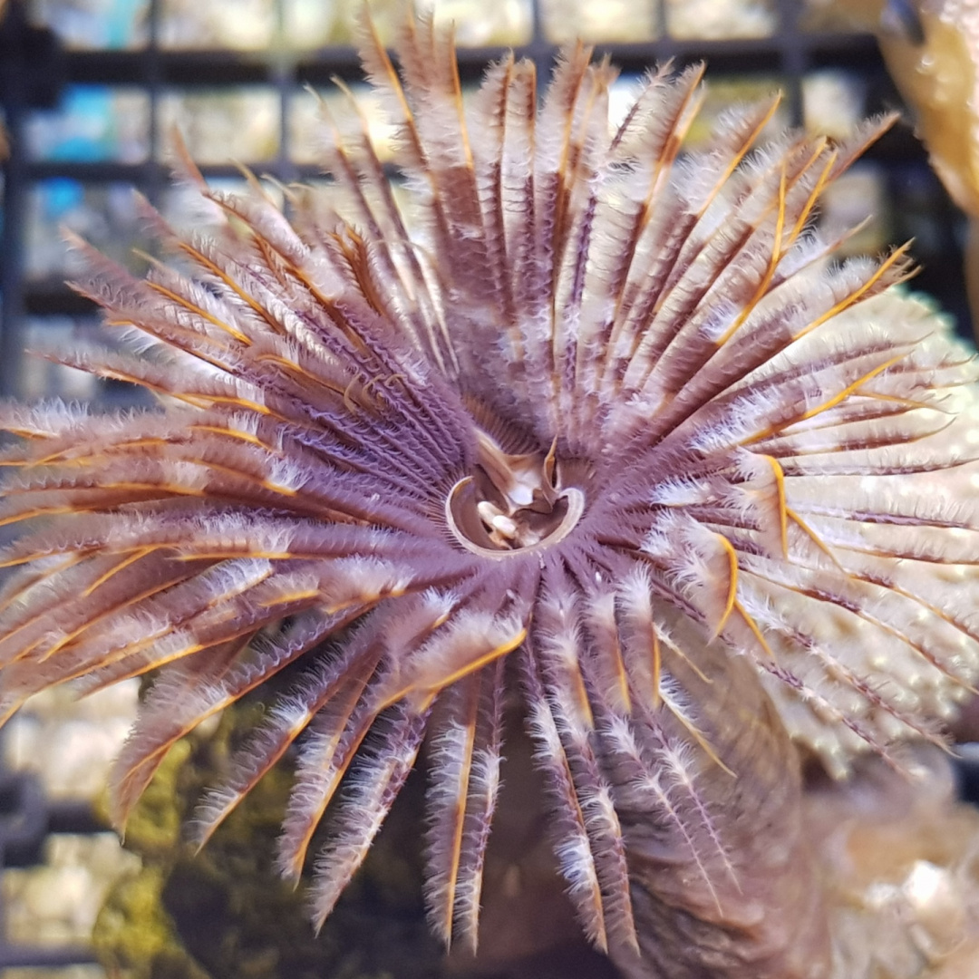 Sabellastarte indica Sabellastarte indica