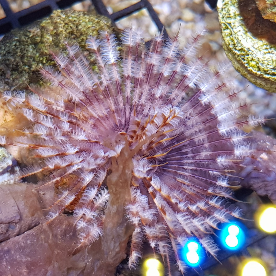 Sabellastarte indica Sabellastarte indica