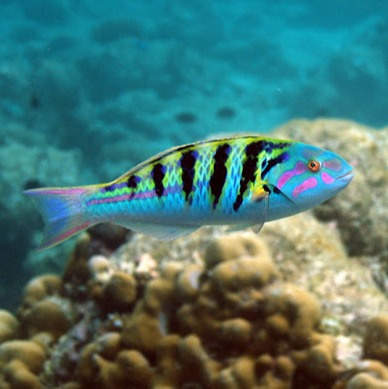 Thalassoma hardwicke Thalassoma hardwicke