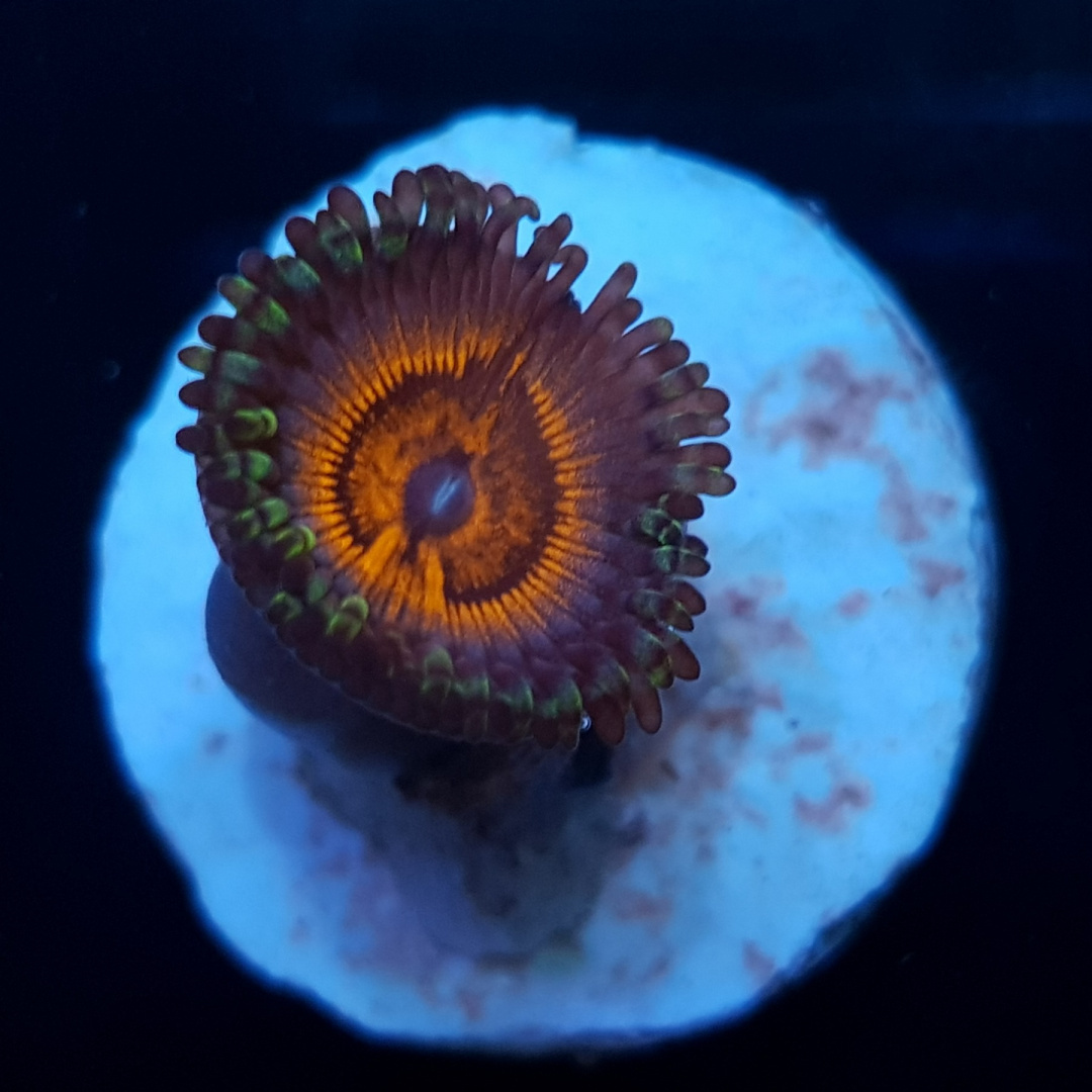Zoanthus Tyree Armageddon (polip) Zoanthus Tyree Armageddon (polip)