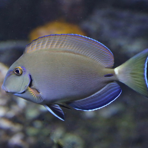 Acanthurus Tractus