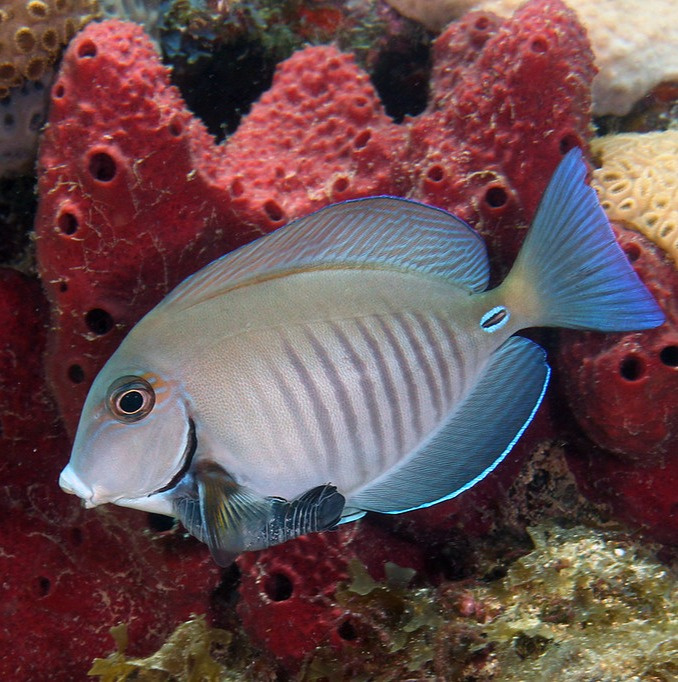 Acanthurus chirurgus S Acanthurus chirurgus S