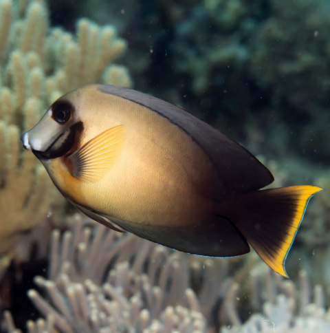 Acanthurus pyroferus Acanthurus pyroferus